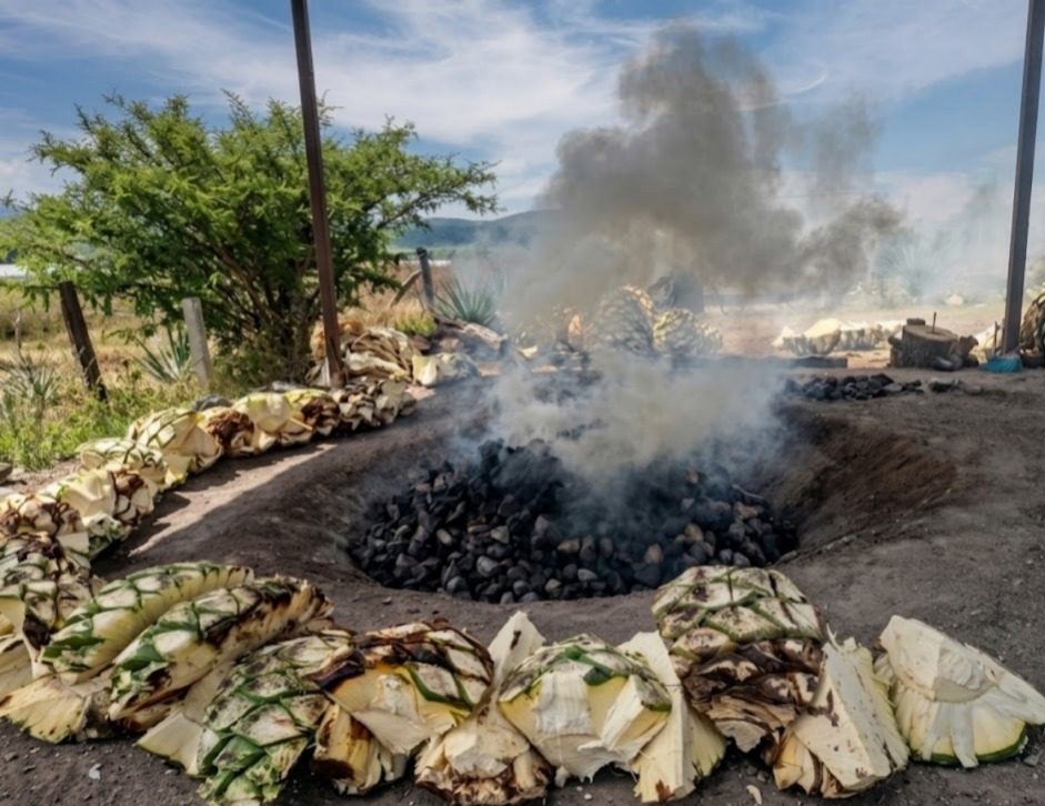Piñas de agave listas para hornear — cocción artesanal Zitael, Oaxaca